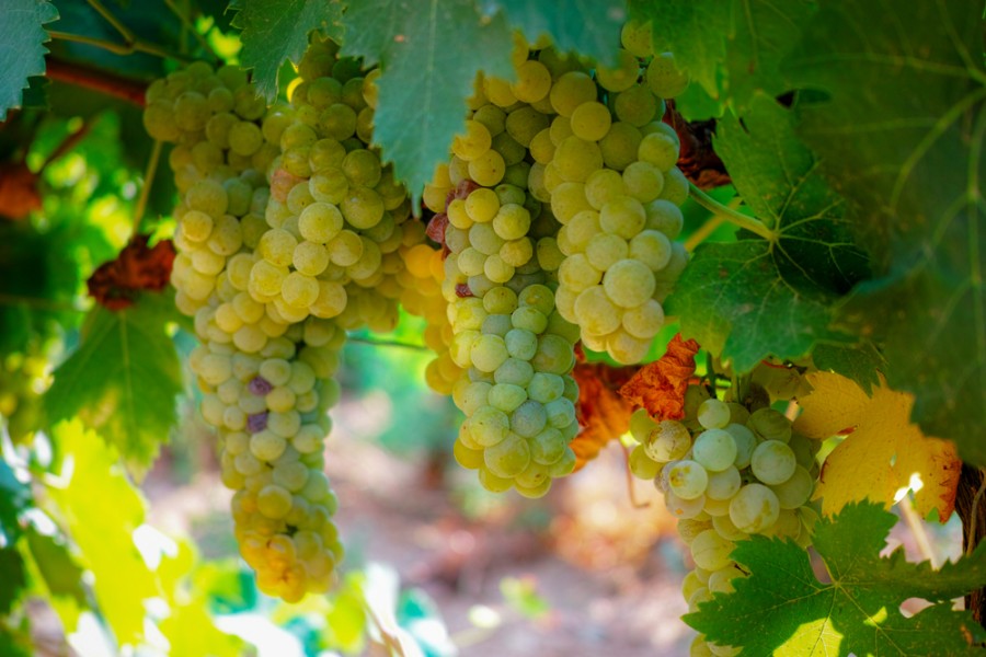 Découvrir Beaumes de Venise : un voyage au coeur de la viticulture