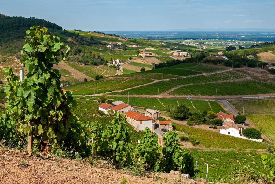 Découvrez les cépages du Beaujolais : une richesse viticole unique