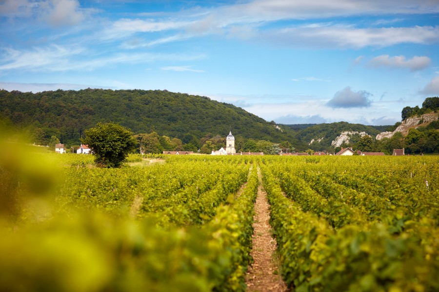 Maison Guigal : quel est ce domaine ?