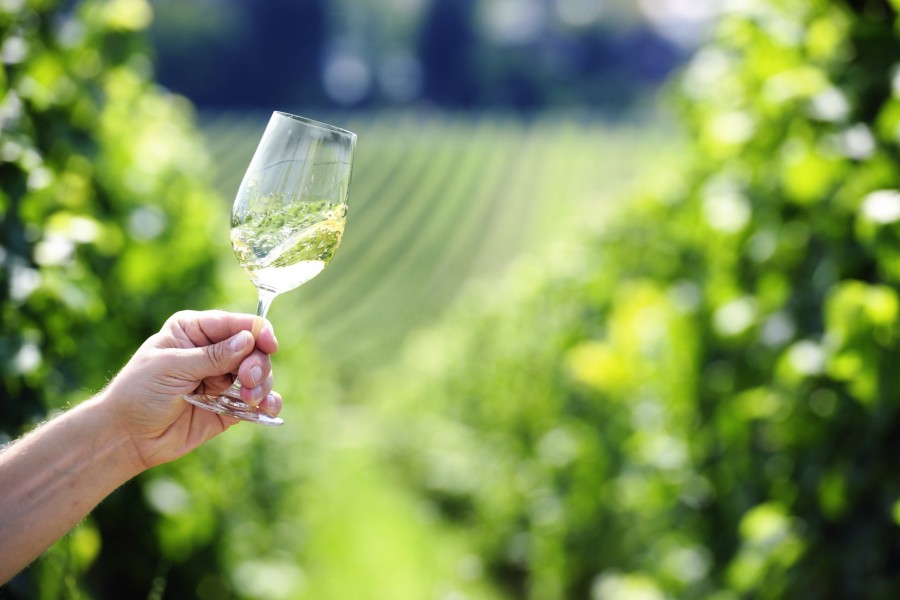 Pinot Grigio : Tout savoir sur ce vin blanc italien