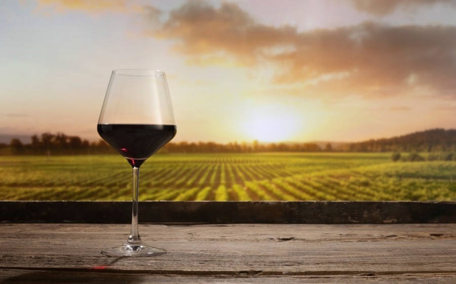 Quels sont les cépages utilisés dans les vins des Terrasses du Larzac ?