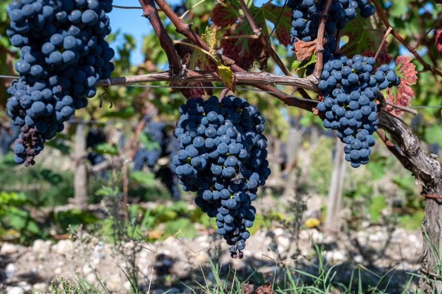 Quels sont les principaux cépages rouges utilisés dans les vins de Bordeaux ?
