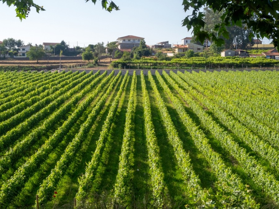 Sainte Cécile les Vignes : un joyau viticole en Provence
