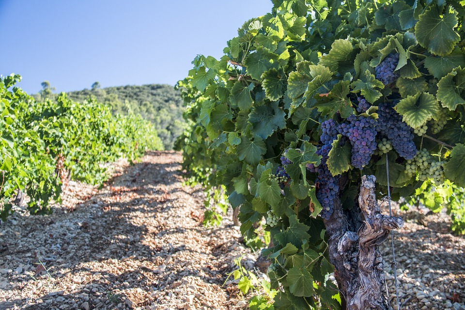 Vigneron ou viticulteur : quelle est la différence ?